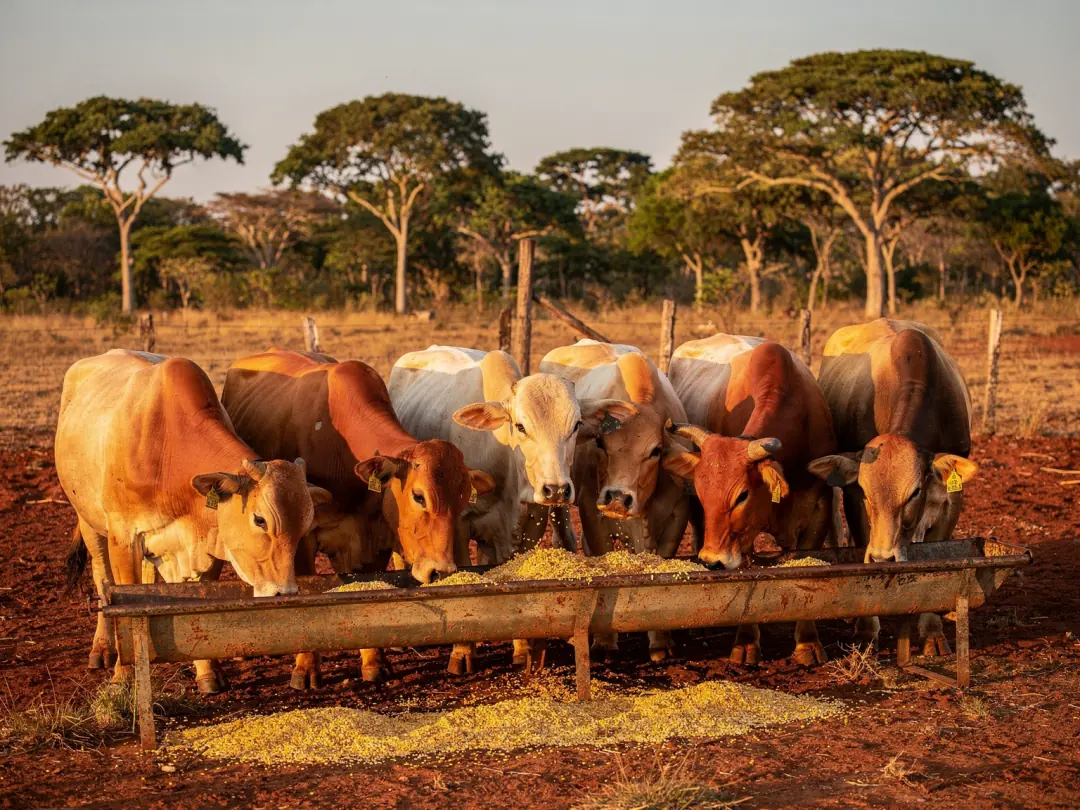 Bovins mangeant leur ration à l’auge