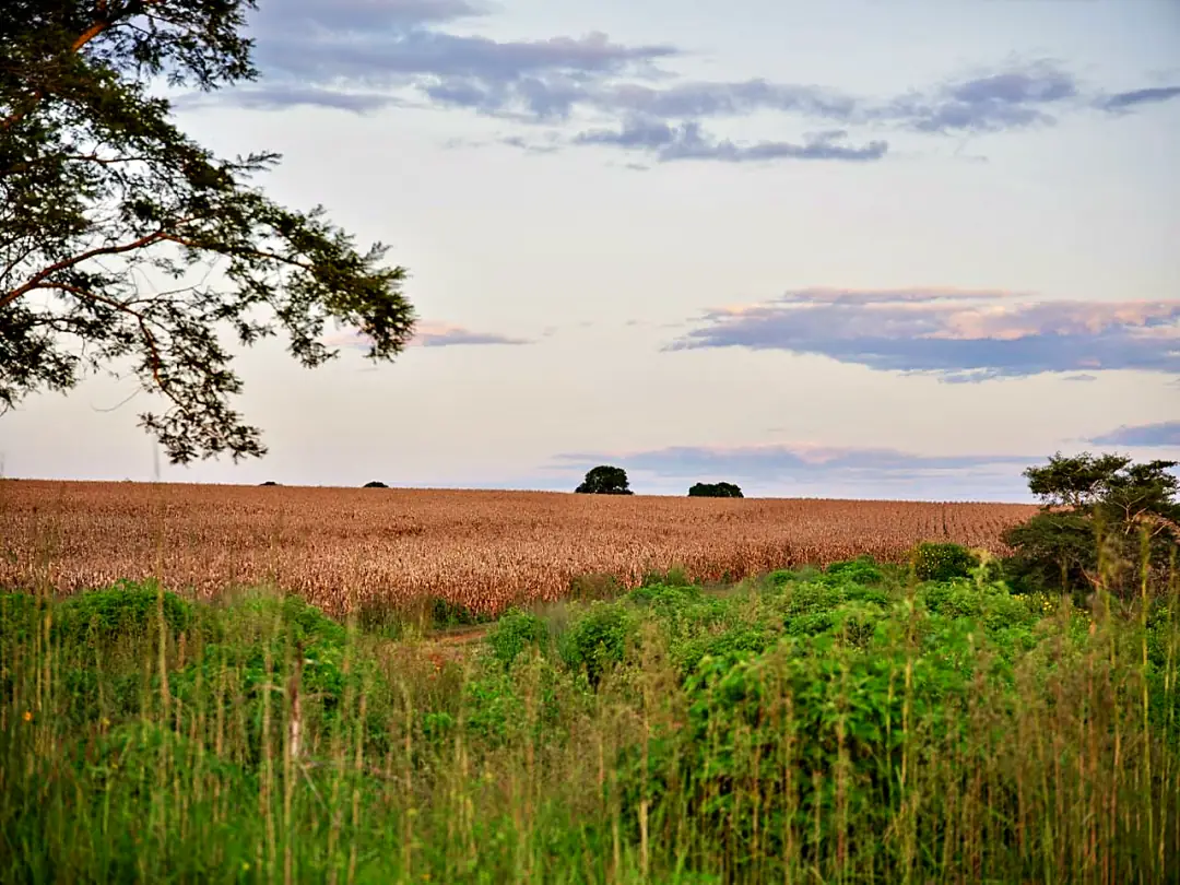 Champ de maïs à maturité